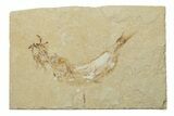 Cretaceous Fossil Fish - Lebanon #238366-1